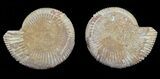 Cut & Polished Ammonite (Perisphinctes) Fossil #53856-1